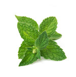 Debloat+ Organic Liquid Drops Ingredient