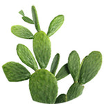 Super Nopal+ Chromium Ingredient
