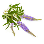 PMS Vegan Capsules Ingredient